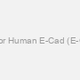 CLIA kit for Human E-Cad (E-Cadherin)